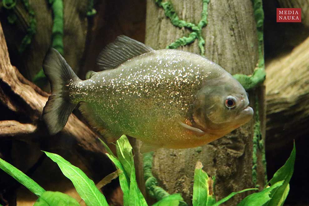 pirania czerwona, pirania Natterera, pirania czarnoogonowa (Pygocentrus nattereri)