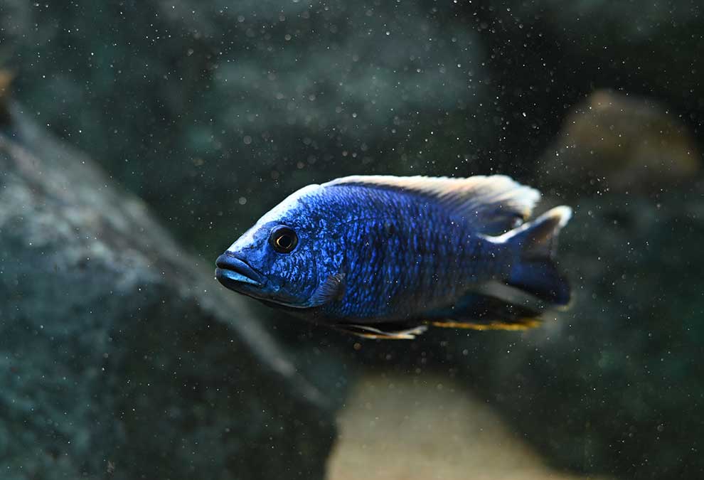 Sciaenochromis fryeri