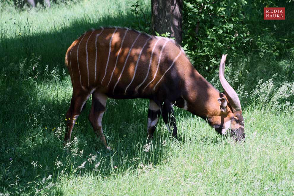 bongo leśne