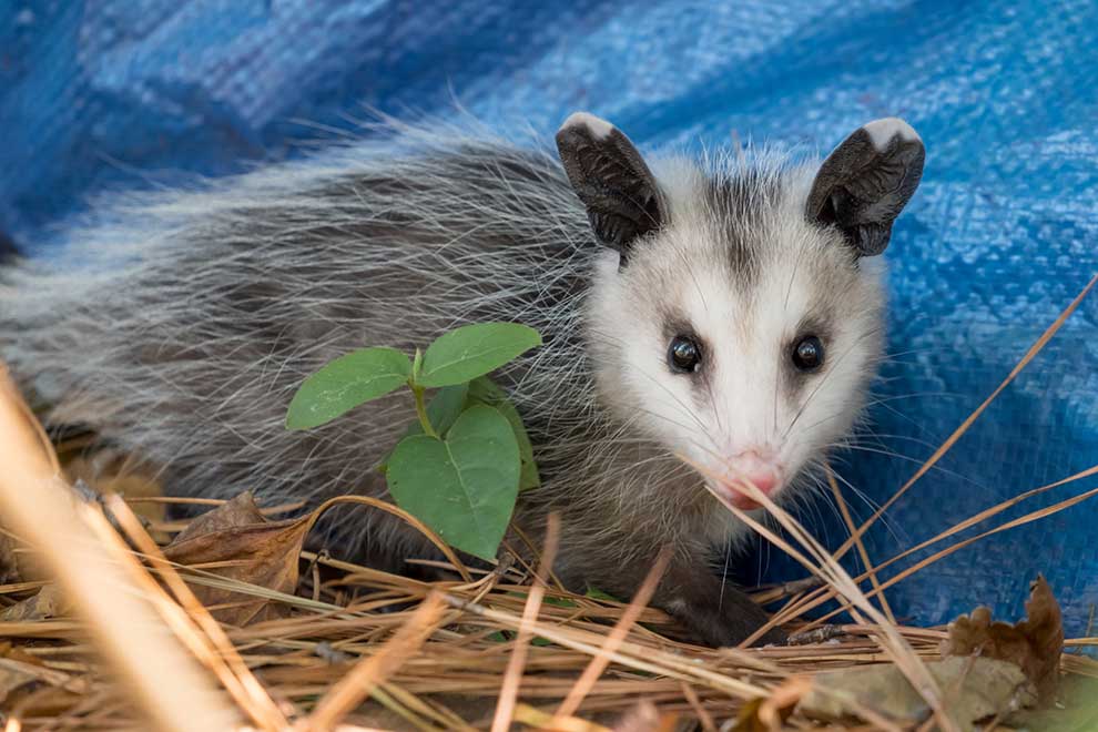 dydelf wirginijski (Didelphis virginiana)