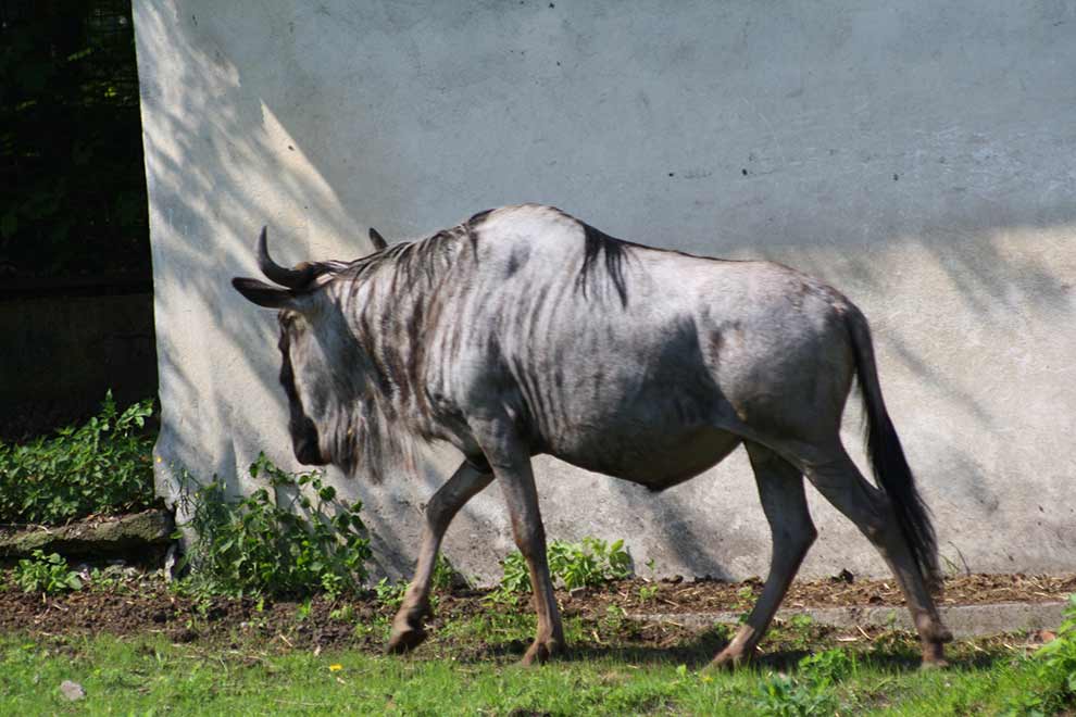 gnu białobrode (Connochaetes taurinus albojubatus)