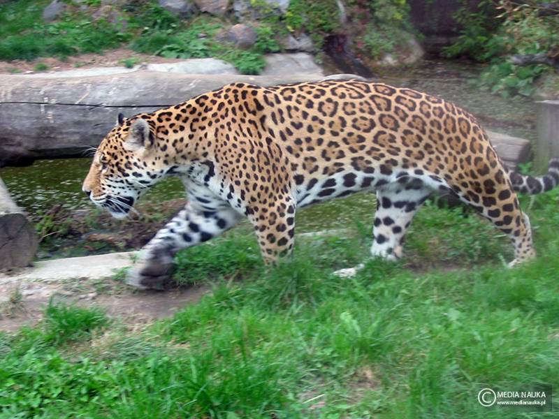 jaguar amerykański
