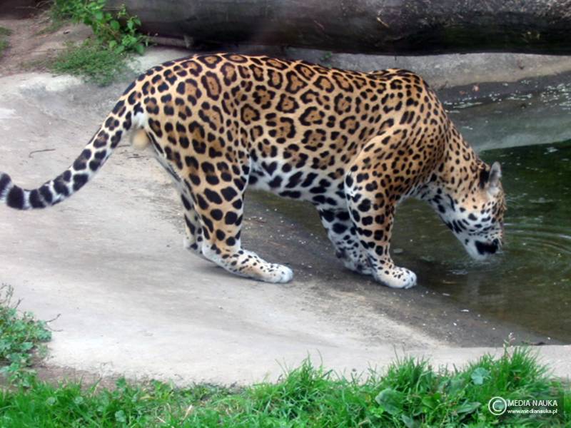 jaguar amerykański