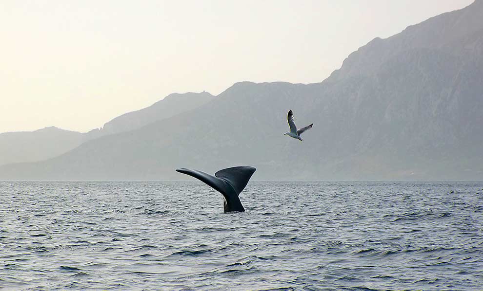 kaszalot, potwal (Physeter macrocephalus)