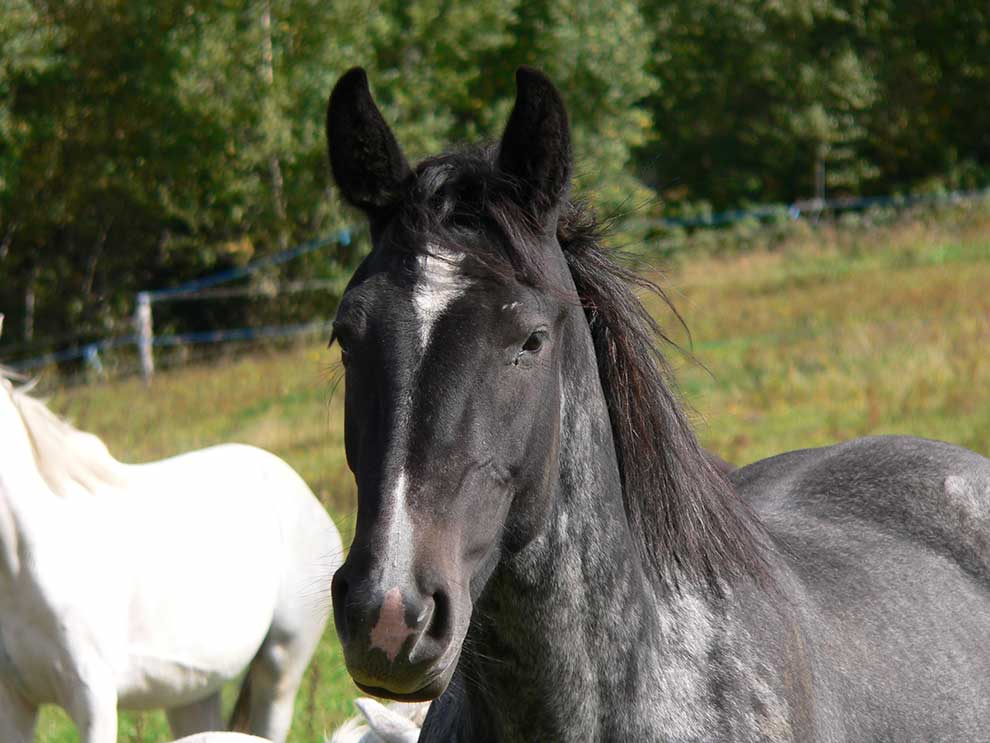 koń zwyczajny