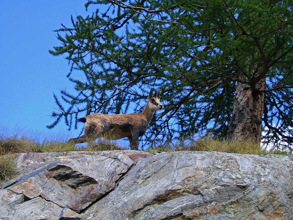 kozica północna (Rupicapra rupicapra)