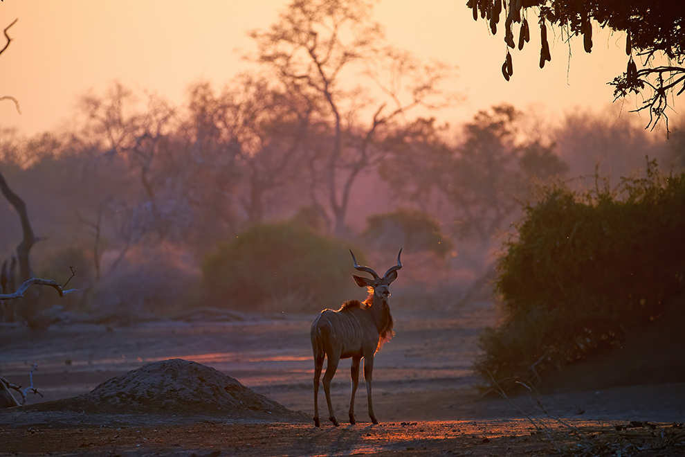 kudu wielkie (Tragelaphus strepsiceros)