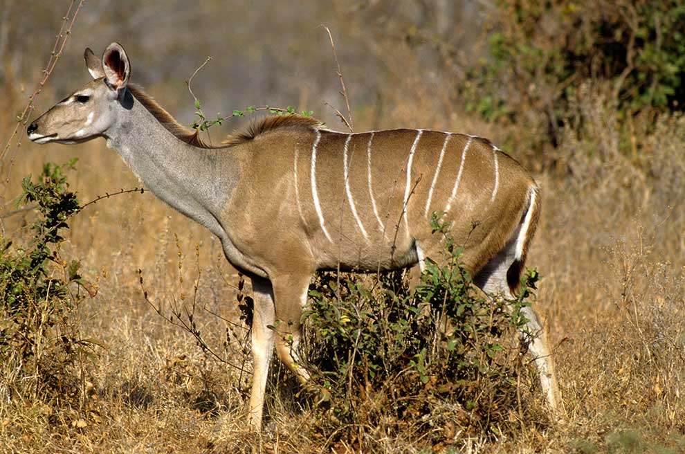 kudu wielkie (Tragelaphus strepsiceros)