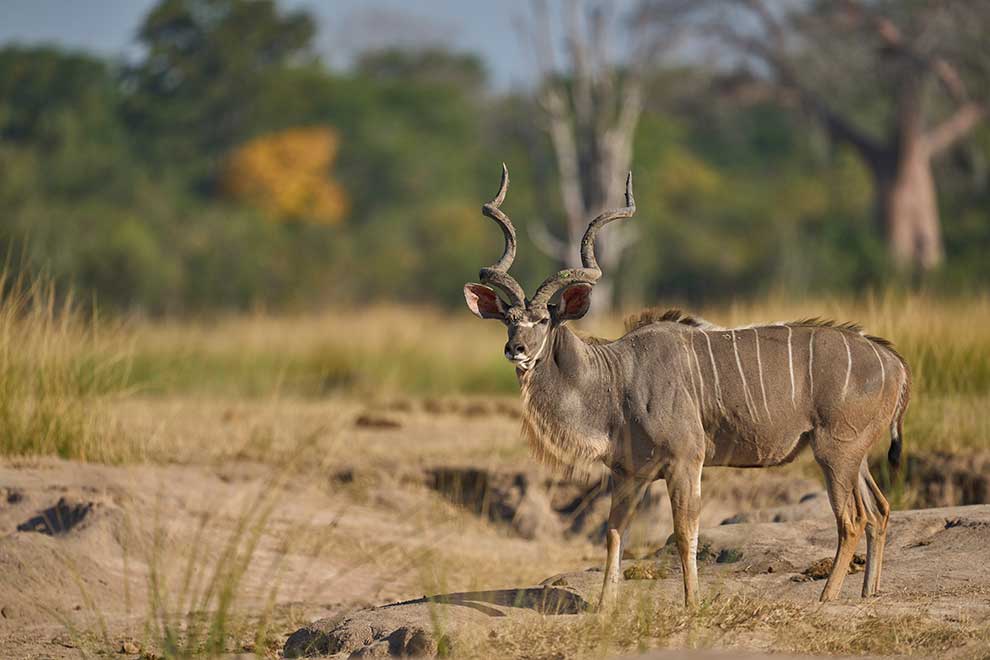 kudu wielkie (Tragelaphus strepsiceros)