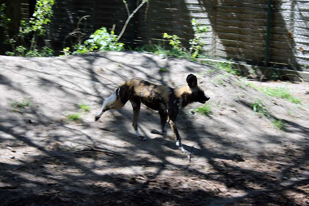 likaon pstry (Lycaon pictus)