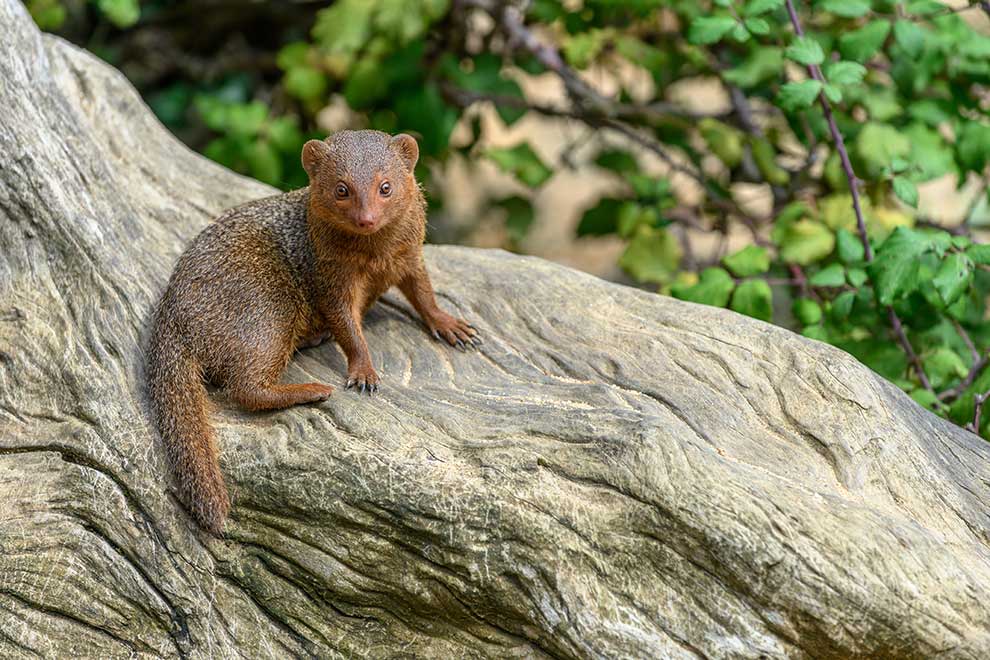mangusteczka karłowata (Helogale parvula)