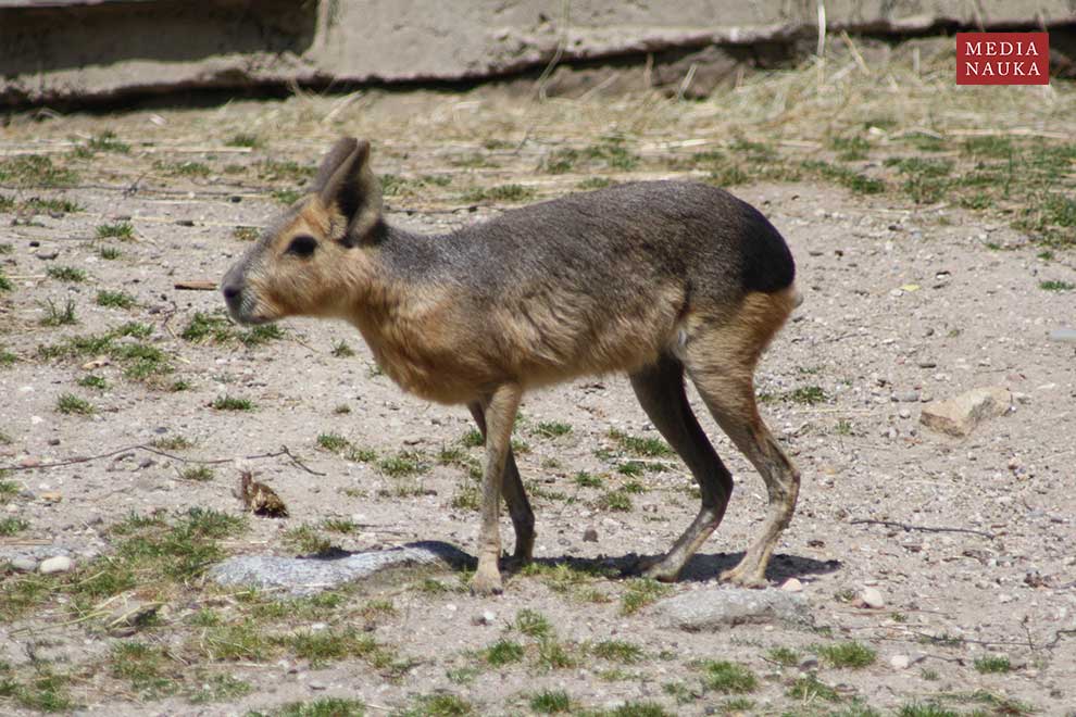 mara patagońska (Dolichotis patagonum)