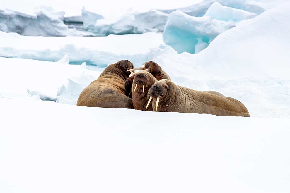 mors arktyczny (Odobenus rosmarus)