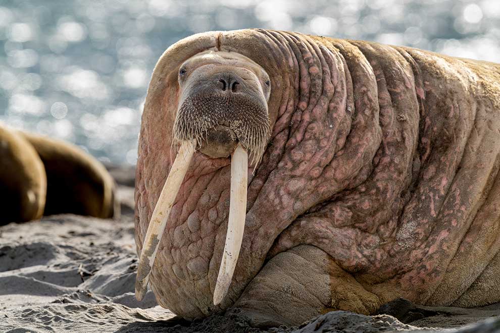 mors arktyczny (Odobenus rosmarus)