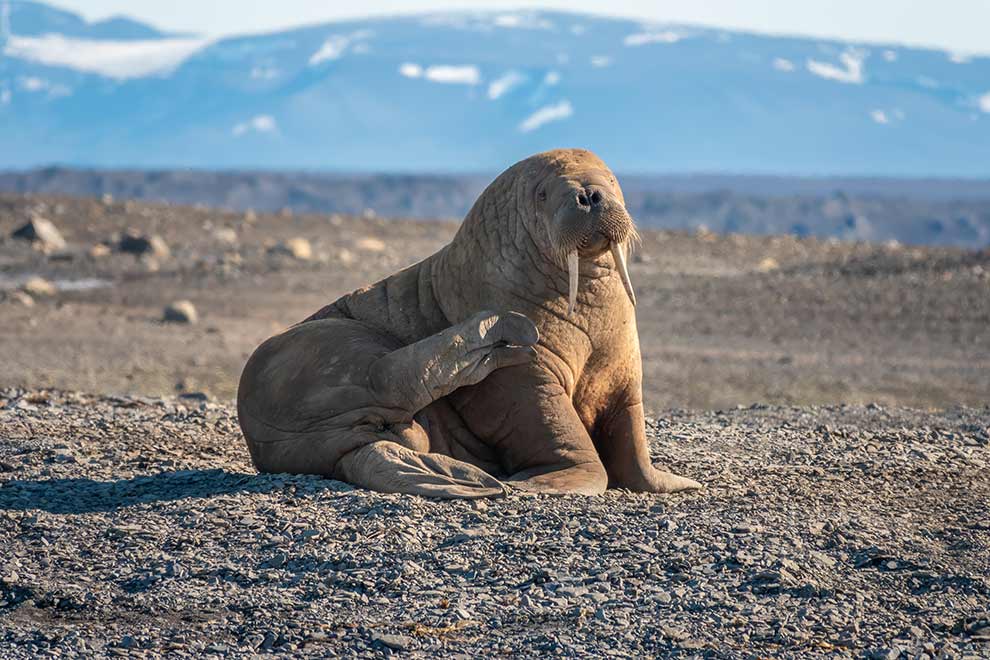 mors arktyczny (Odobenus rosmarus)