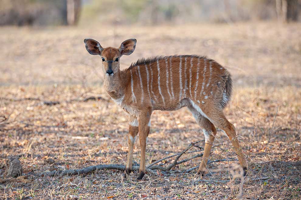 niala grzywiasta (Tragelaphus angasii)