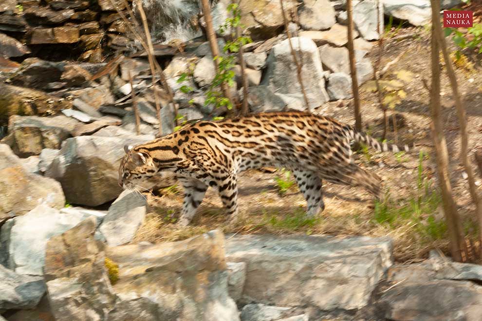 ocelot wielki