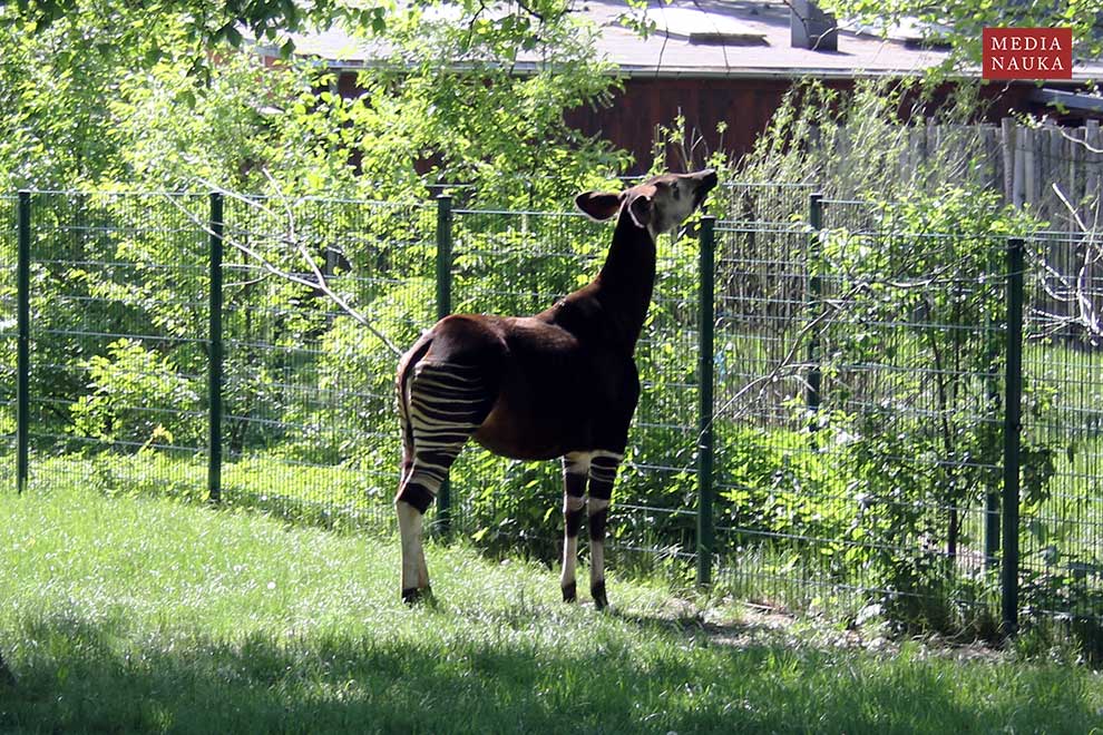 okapi leśne (Okapia johnstoni)