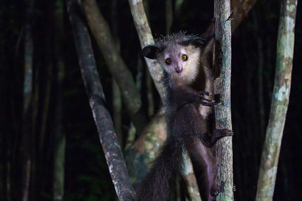palczak madagaskarski, aj-aj (Daubentonia madagascariensis)