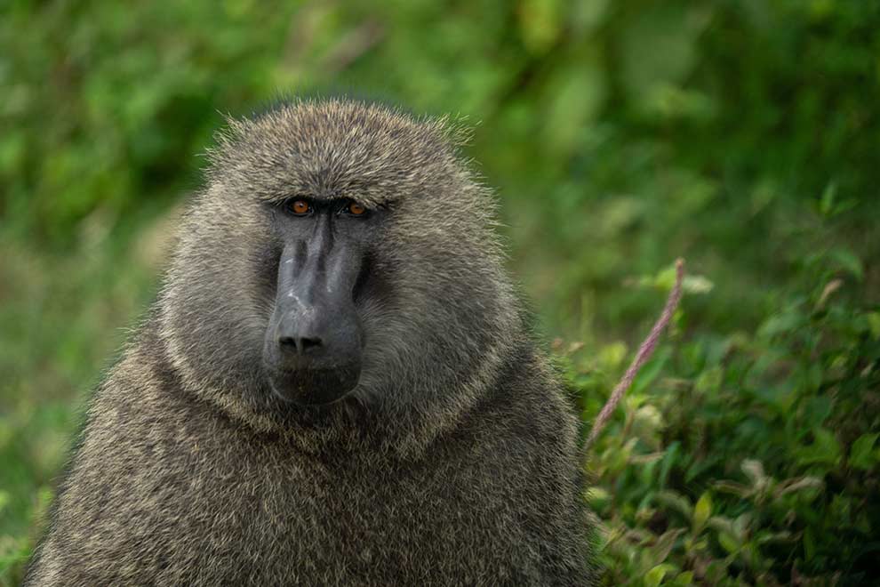 pawian oliwkowy (Papio anubis)