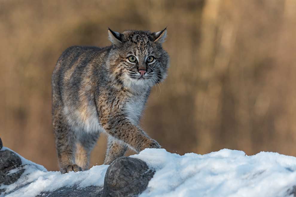 ryś rudy (Lynx rufus)
