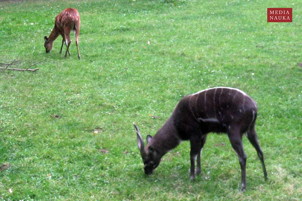 sitatunga sawannowa