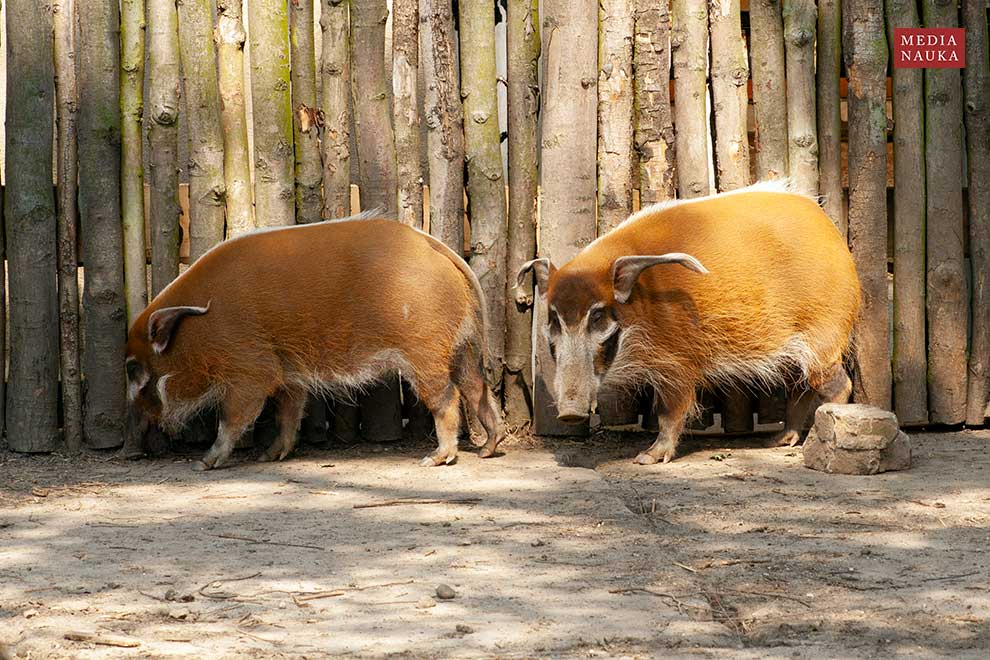 dzikan rzeczny (Potamochoerus porcus)