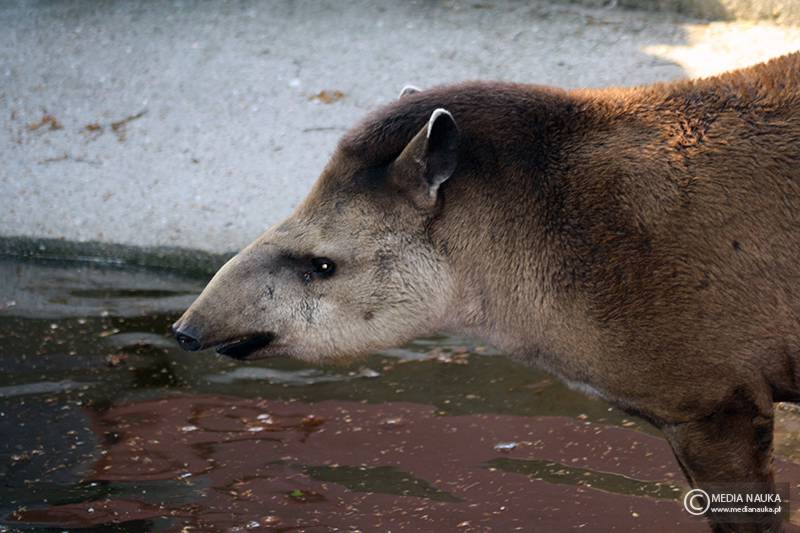 tapir amerykański