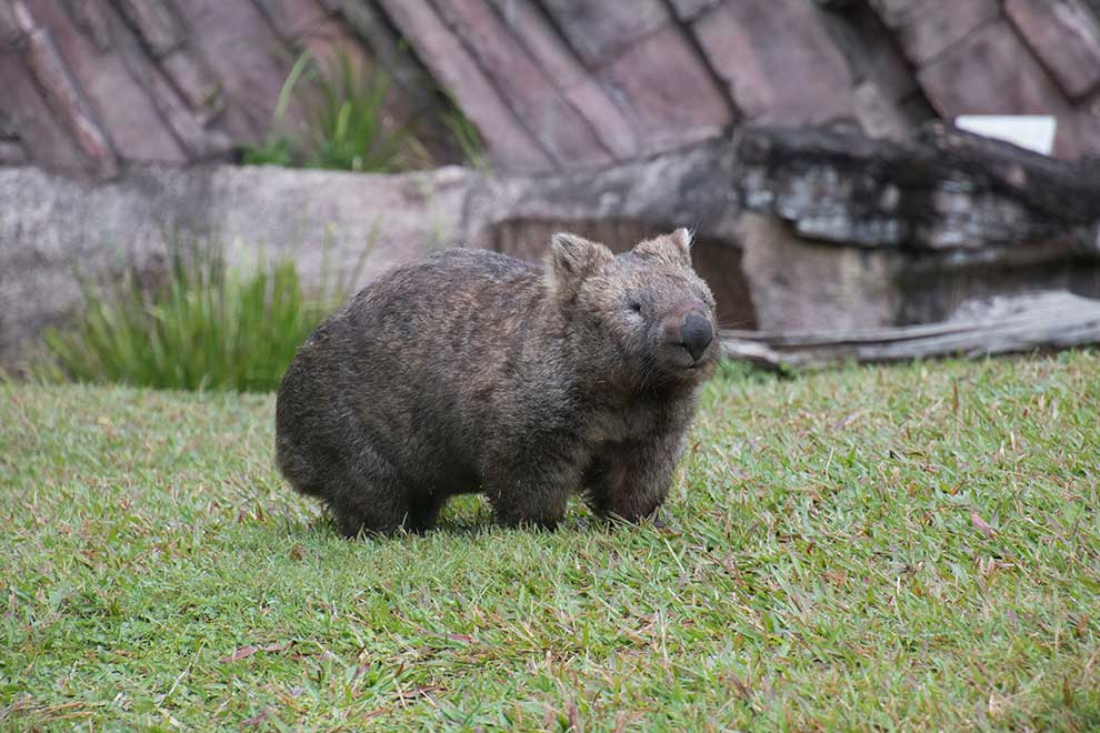 wombat tasmański (Vombatus ursinus)