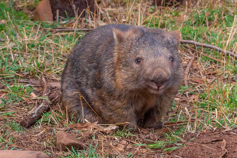 wombat tasmański (Vombatus ursinus)