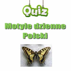 Quiz Motyle Dzienne Medianauka Pl